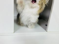 -十月米努特矮脚猫舍