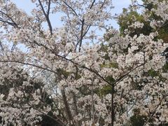 -徐家汇源景区-衡山公园