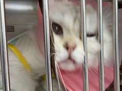 -谐和贝康宠物医院24小时·宠保定点(急重症转诊中心)