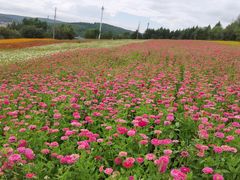 -帽儿山国家森林公园