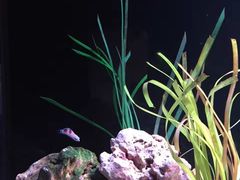 -暹罗海洋世界