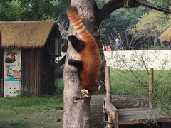 -合肥野生动物园
