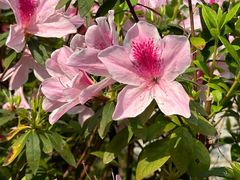 -深圳国际园林花卉博览园