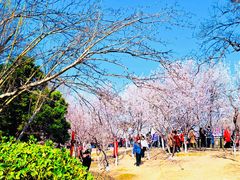-桃花堤公园