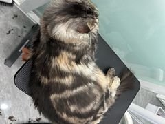 -爱洗澡的猫(望京店)