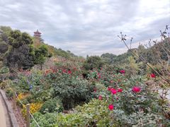 -深圳仙湖植物园