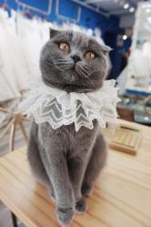 -莫小姐婚纱