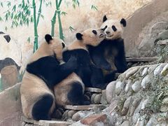 -中国大熊猫保护研究中心雅安碧峰峡基地