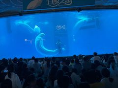 -海合安成都极地海洋公园
