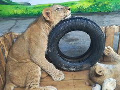 -栾川竹海野生动物园