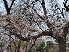 -桃花堤公园