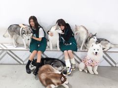 -星多哈·狗咖·拼豆·咖啡