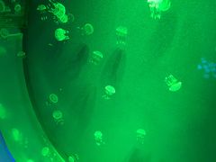 -芜湖新华联大白鲸海洋公园