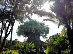 -奥兰多迪士尼动物王国乐园