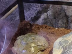 -正佳雨林生态植物园