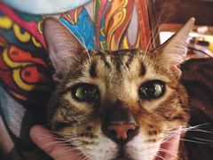 -more than meow吴止猫主题餐厅(承德 中船汇店)