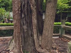 -上海佘山国家森林公园天马山园