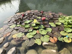 -桂溪生态公园