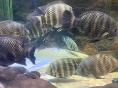 -上海海洋水族馆