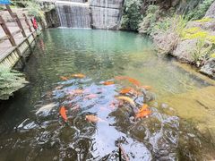-千岛湖东南湖区