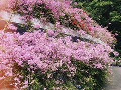 -深圳仙湖植物园