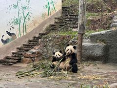 -中国大熊猫保护研究中心雅安碧峰峡基地