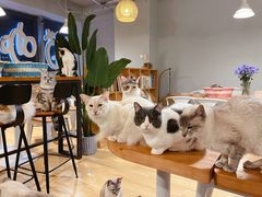 -Cappucimeow猫咪咖啡馆(韦伯时代店)