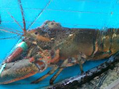 水产区-新庆嫂渔港