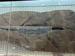 -浙江自然博物院(杭州馆)