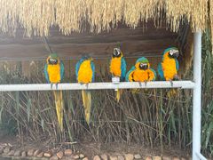 -西霞口神雕山野生动物世界