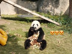 -上海野生动物园老虎餐厅