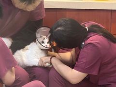 -艾贝尔宠物医院·24H转诊中心·肿瘤猫专科(江宁双龙店)
