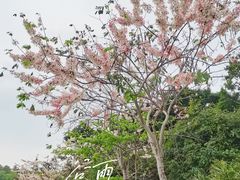 -深圳国际园林花卉博览园