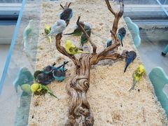 -怪兽屋·羊驼·猫咖·狗咖(俊华广场店)