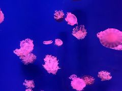 -芜湖新华联大白鲸海洋公园