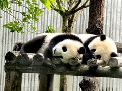 -卧龙中华大熊猫苑神树坪基地