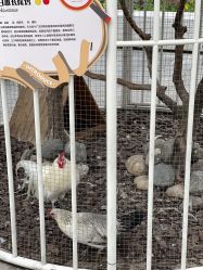 -造物庄园 萌宠纪(苏州湾歌林公园店)
