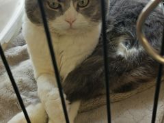 -喵汪萌宠屋旗舰店.洗澡美容.猫狗基地