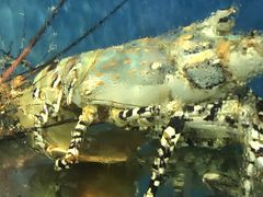 -海九澎湖海鲜餐厅