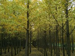 -汉景帝阳陵博物院