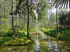 -合肥滨湖国家森林公园