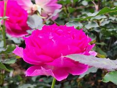 -人民公园(罗湖区)