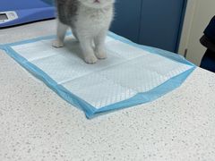 -翊宠yipet猫狗购宠庄园犬舍•猫舍