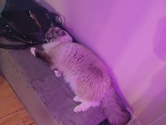 -剧狐剧本杀·月球探案馆(人民广场1号店)