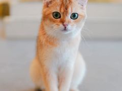 -飞行喵MR PILOT|猫舍·猫咖(静安大融城店)