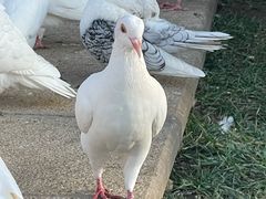 -朝阳公园
