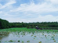 -大湾区中央湿地公园