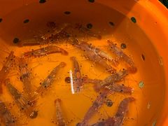 -海九澎湖海鲜餐厅