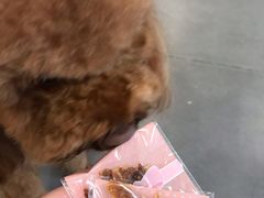 -宠小格时尚宠物生活馆(唐镇店)