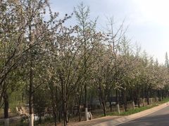-石家庄市植物园